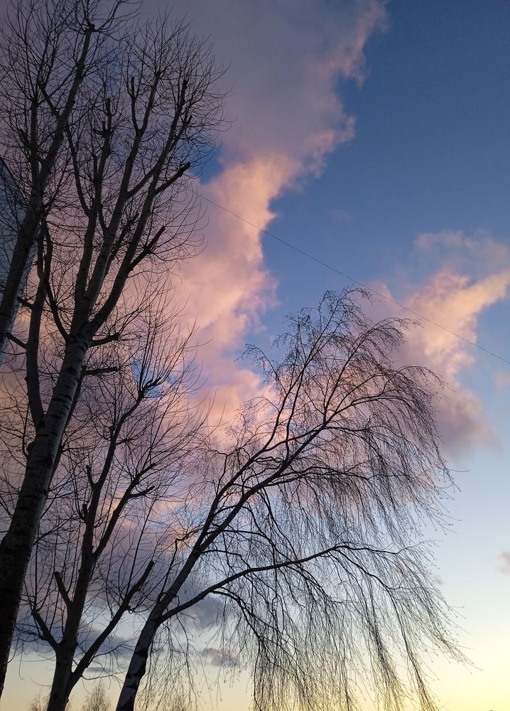 Photo #9501754