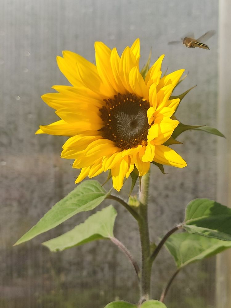 Фотография автора Оксана Радзиевская