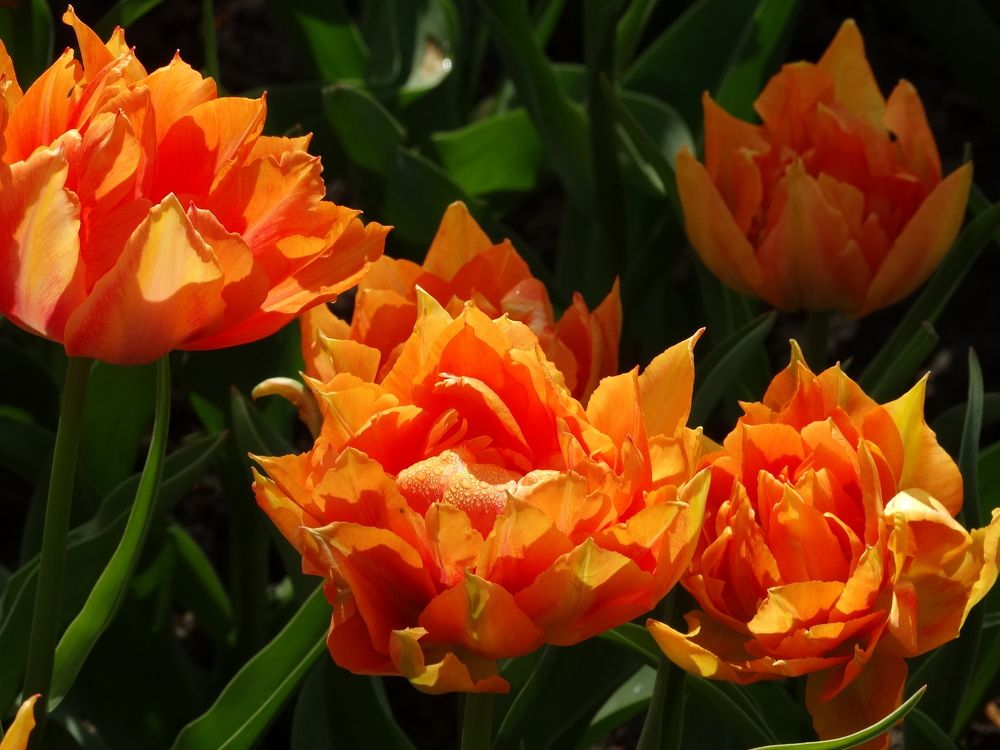 Photograph by Мила Милая