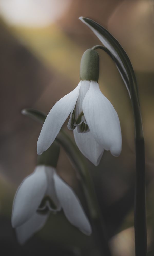 Photograph by Luca Menotti