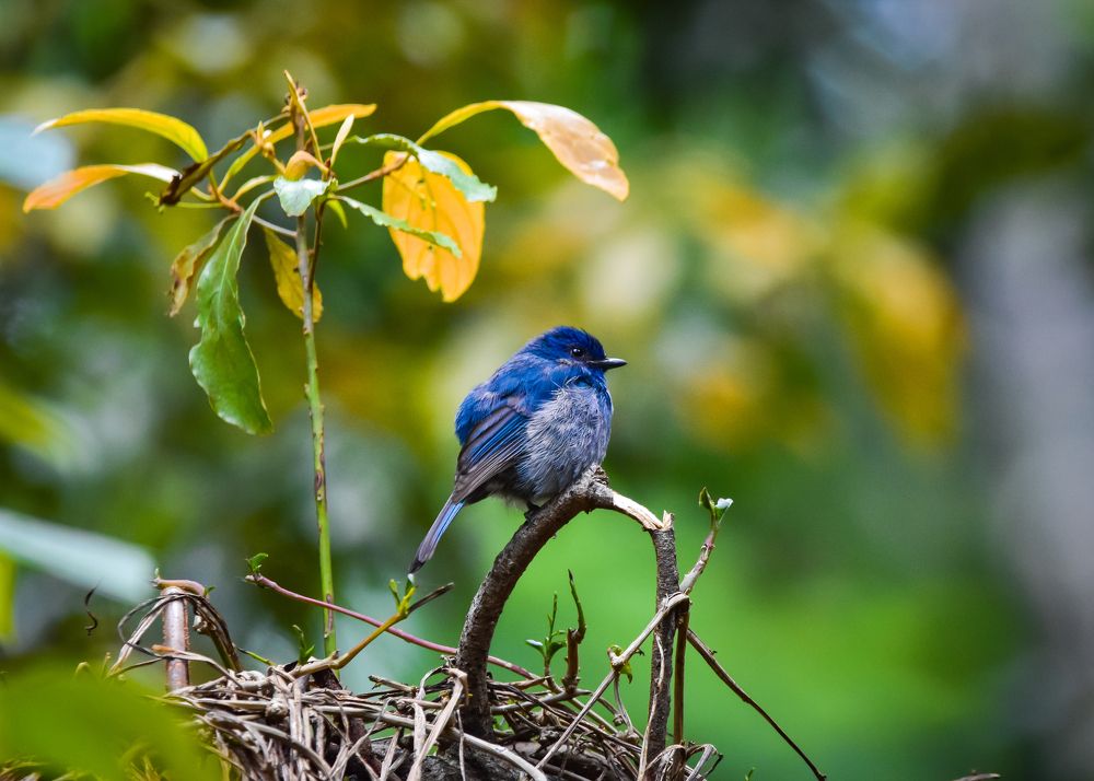 Photograph by Sathishkumar S
