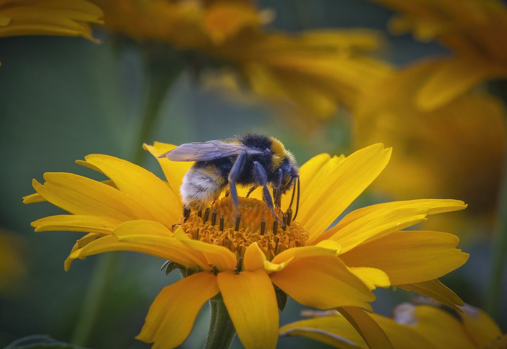 Шмель и топинамбур.