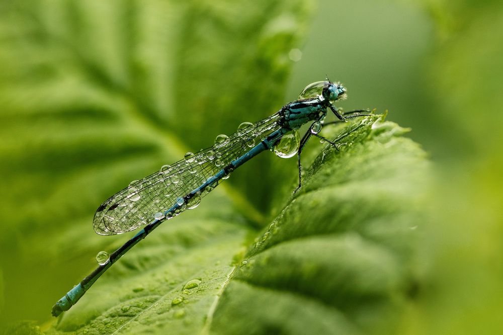 Photograph by Piotr Socha