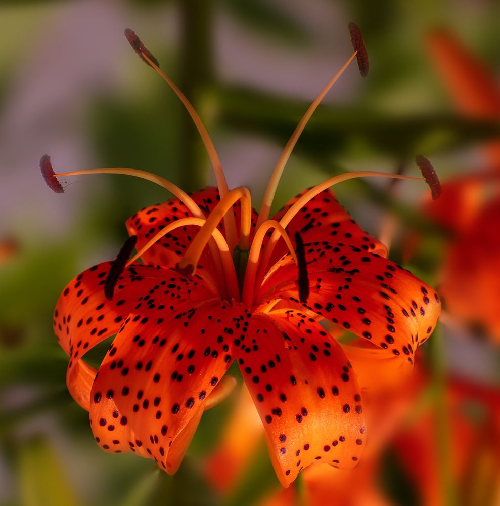 Благородная лилия