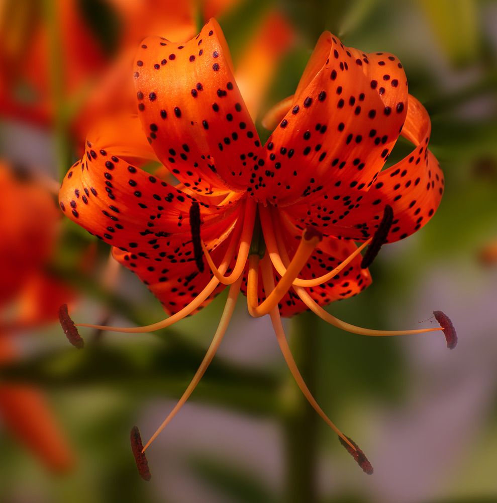 Тигровая красотка