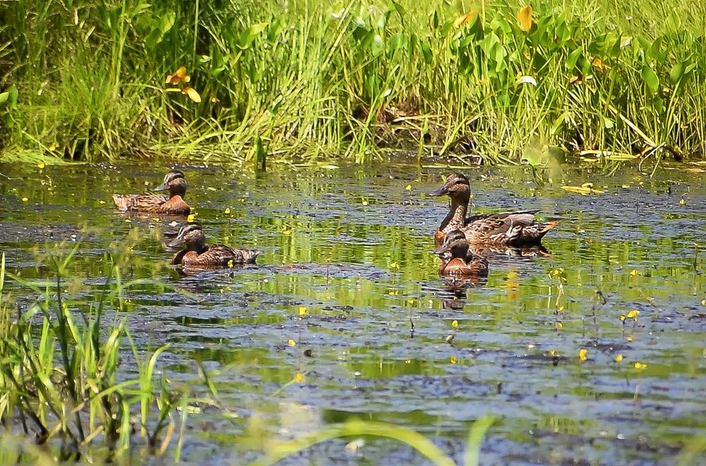 Будущее поколение