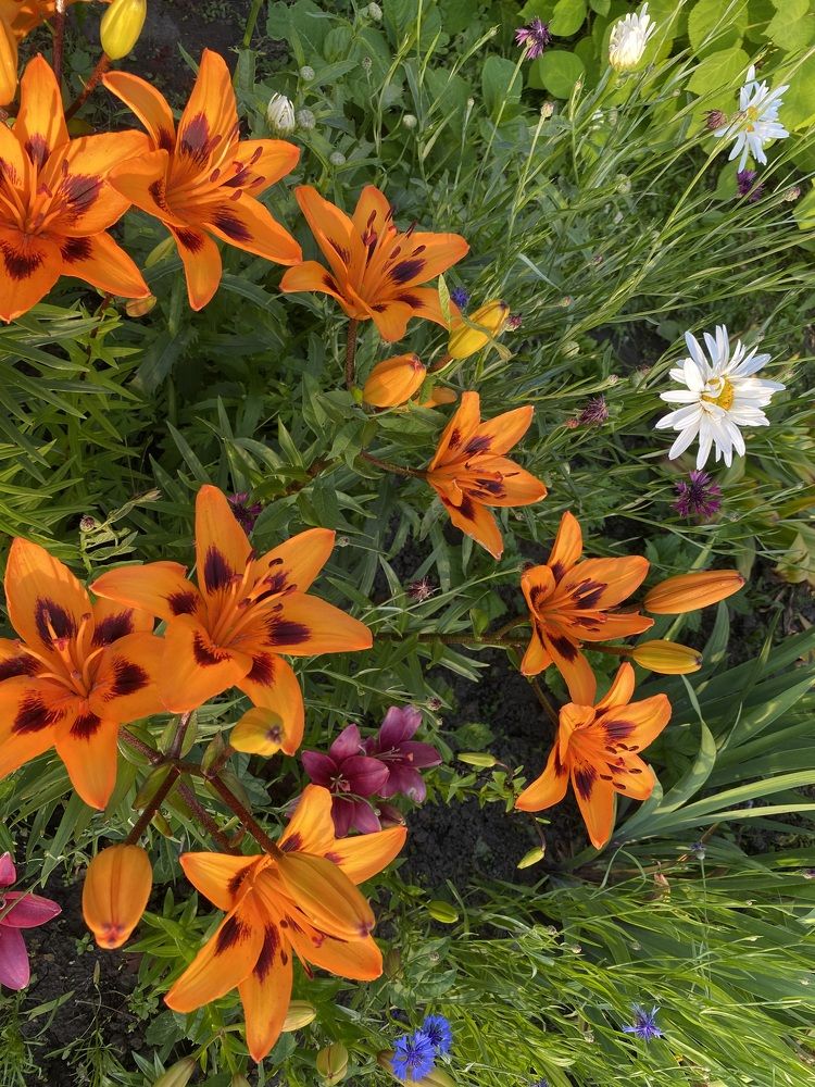 Photograph by Алиса Лукина