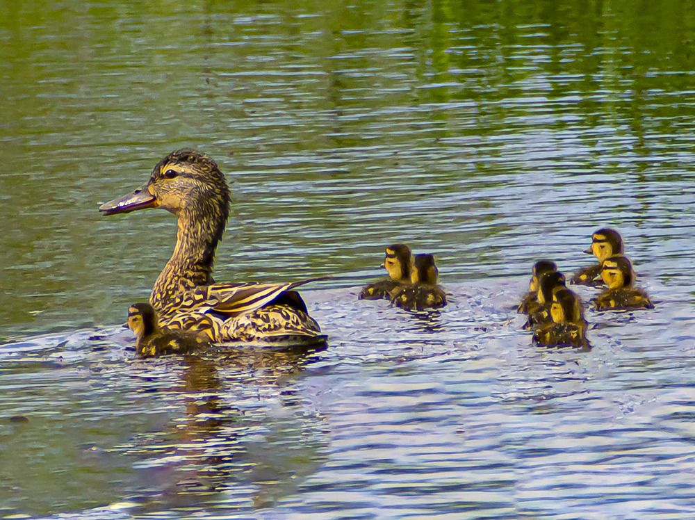 Мама и потомство