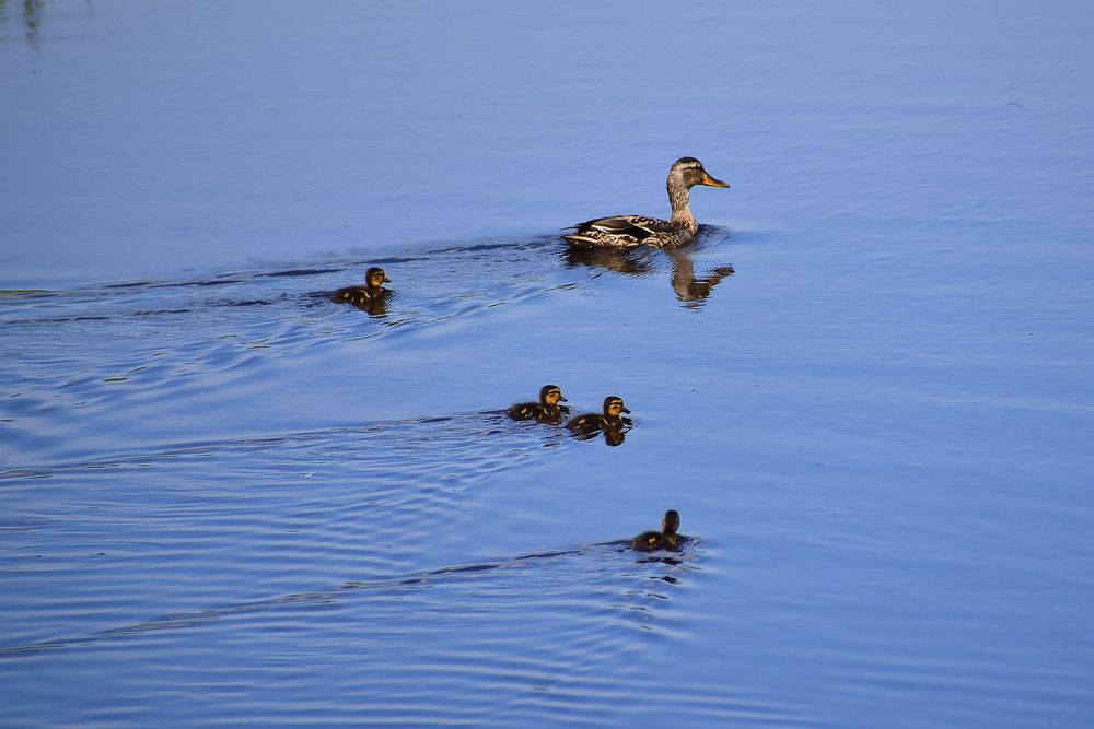 Мама и ее малыши