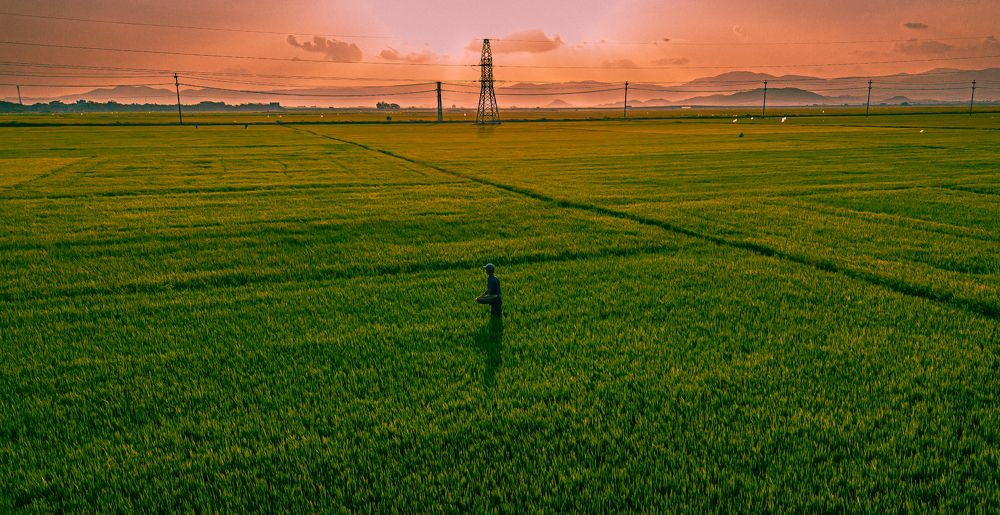 Canh Dong Lua Phu Yen