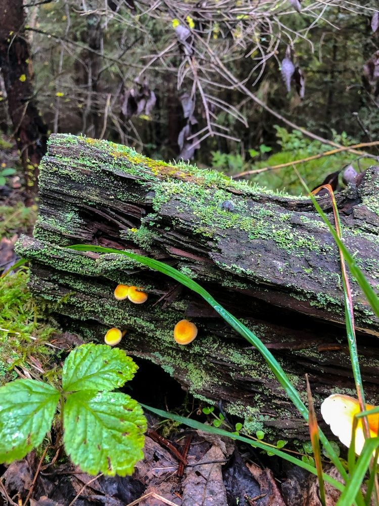 Photograph by Алена Алалыкина