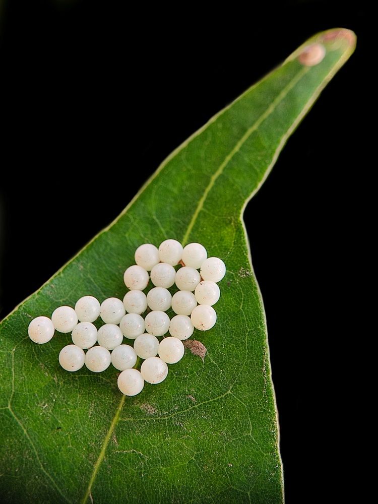 Photograph by Sanatan Sadhu