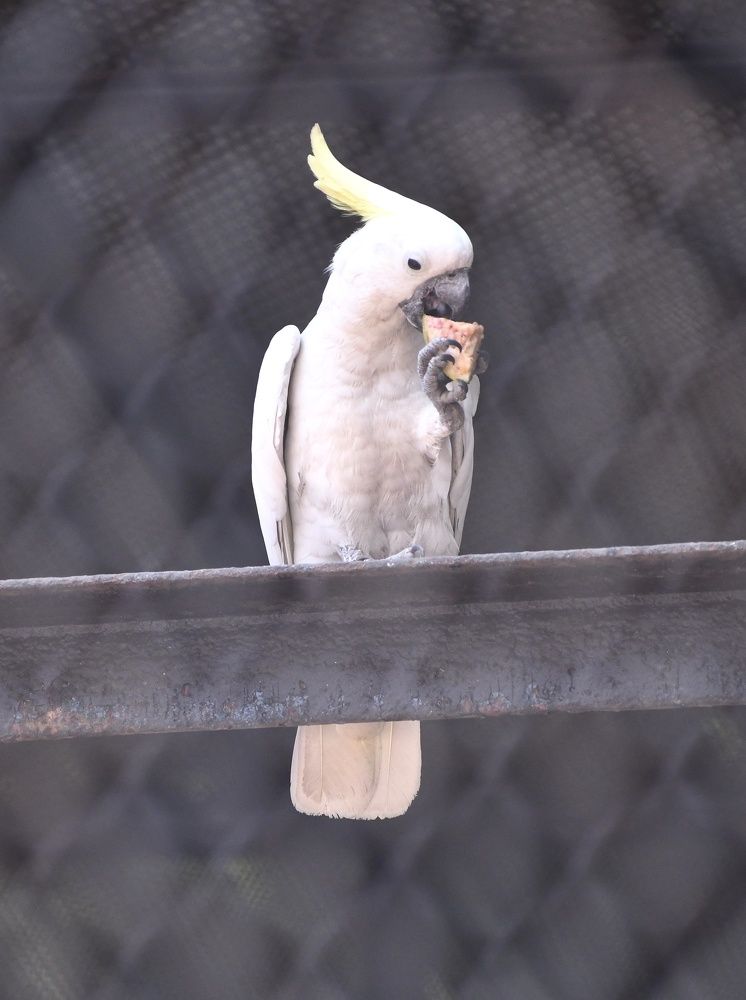 Photograph by Sanatan Sadhu