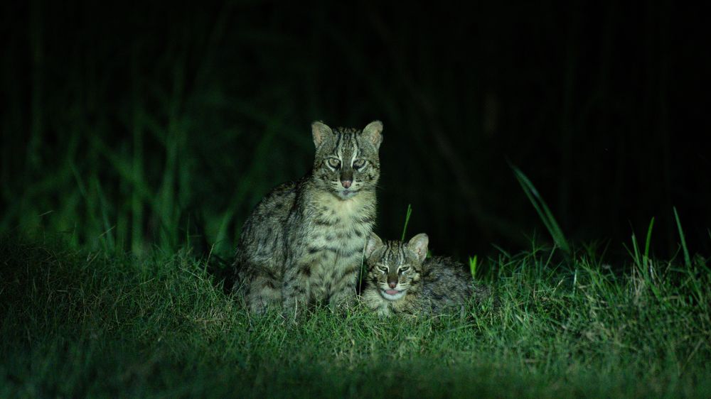 Fishing cat - the ghost of wetlands