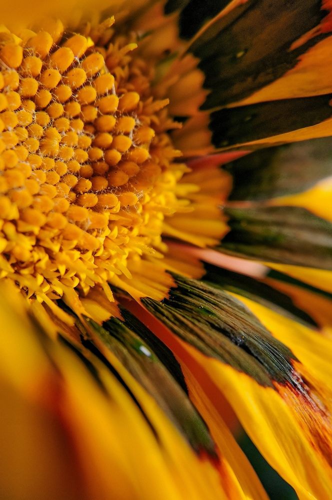 Photograph by Екатерина Савеня