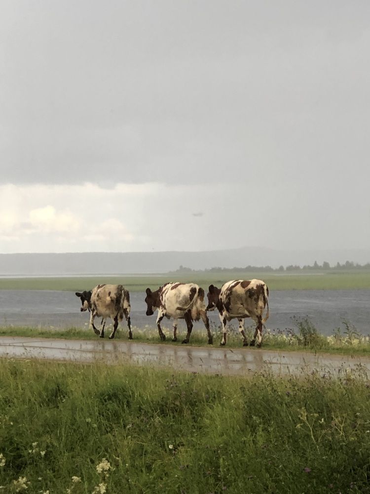 Photograph by Мария Бессмертная