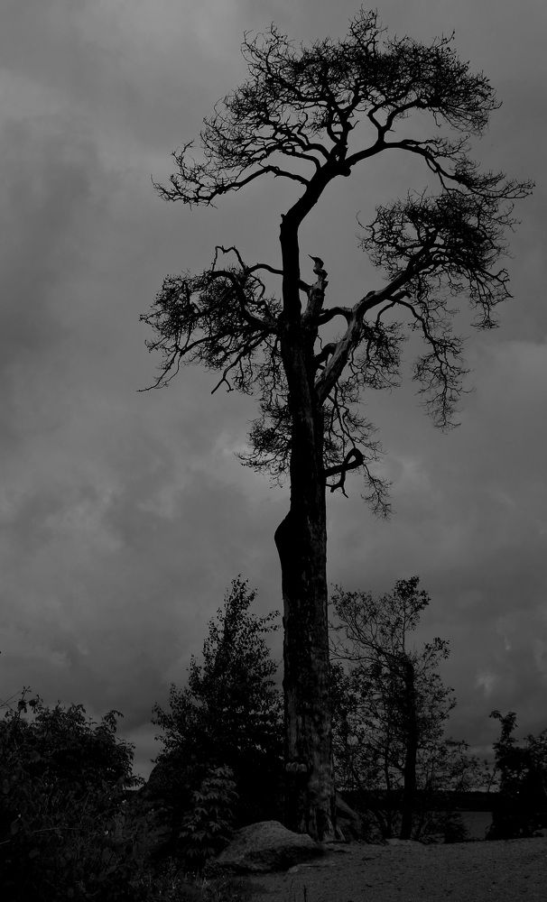 Фотография автора АЛЕКСАНДР ЦЫГЕЛЬНЮК