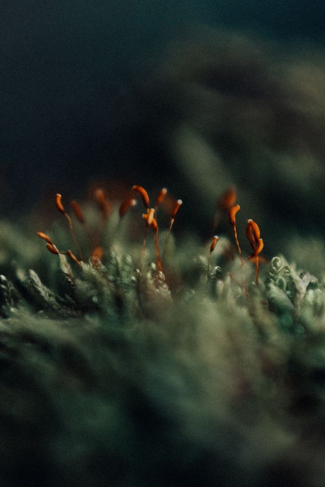 Photograph by Королева Екатерина