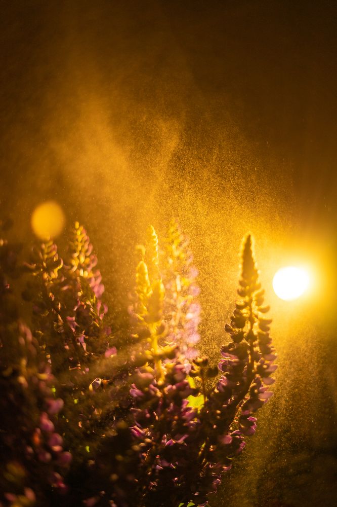 Photograph by Елена Подшевалова