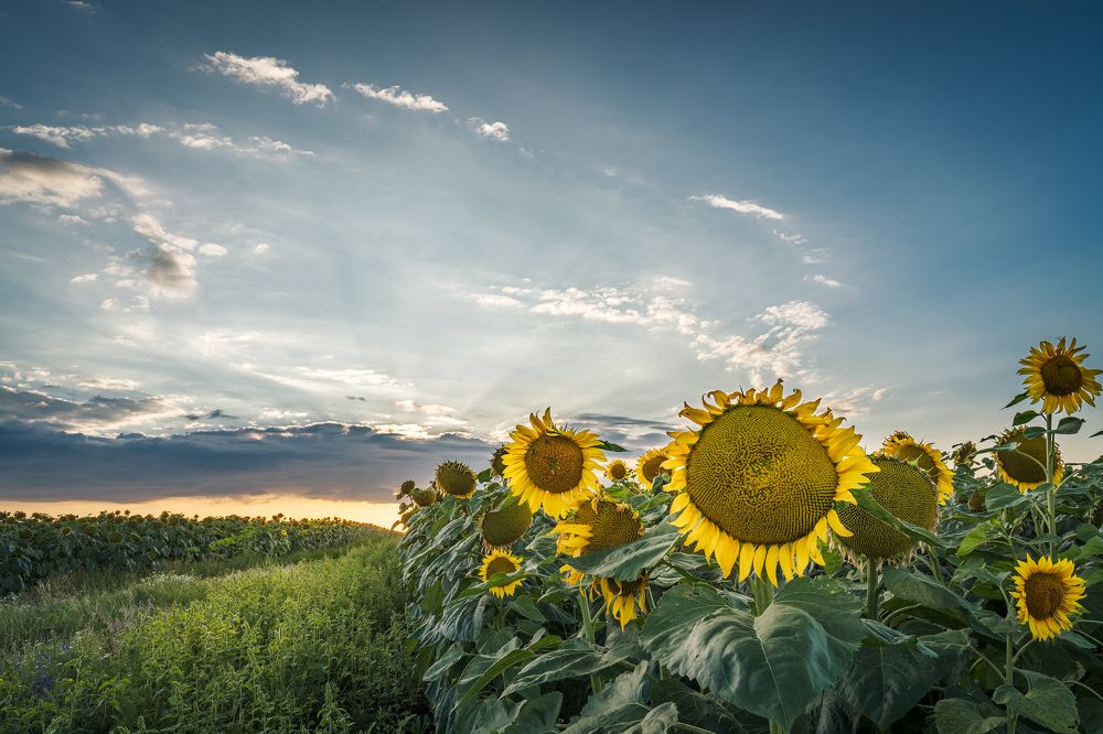 По дороге к солнцу