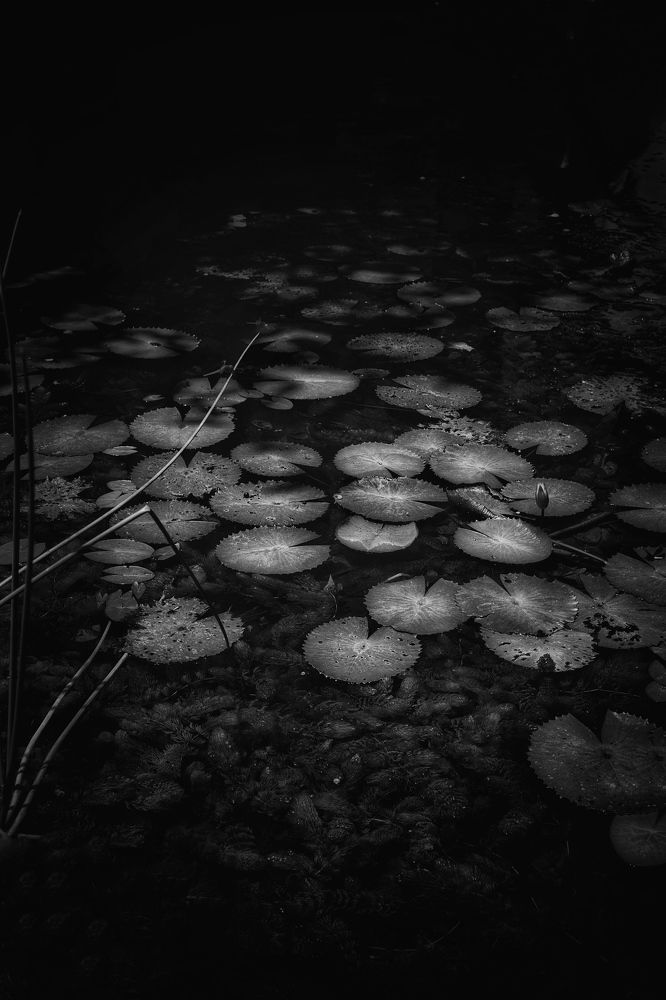 Photograph by Людмила Евстратова