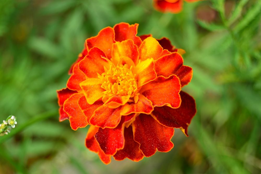 Marygolds (Золото Мэри) в Англии, а у нас просто Бархатцы