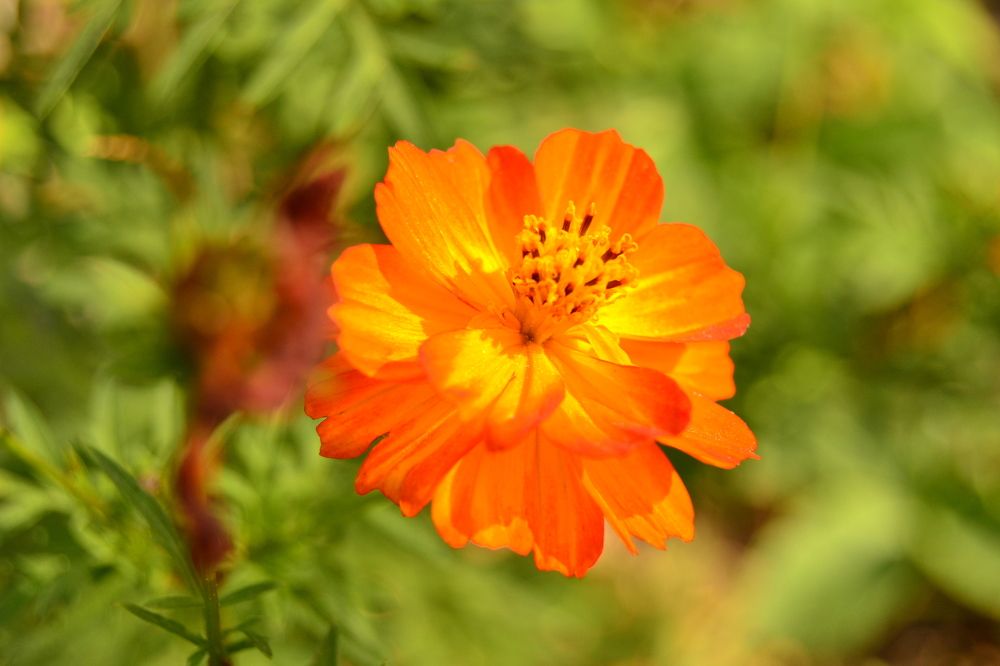 Cosmea orange