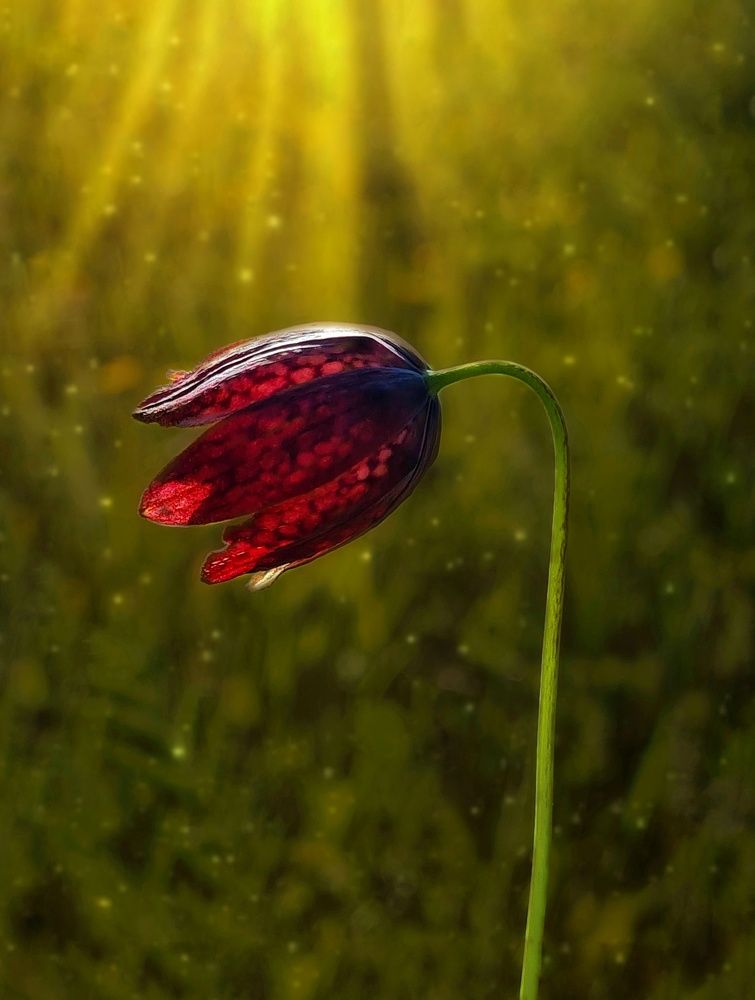 Photograph by Ольга Веселова