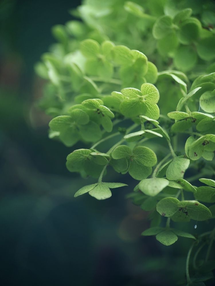 Photograph by Victoria Stoliarenko