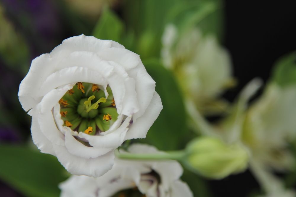 Photograph by Ольга Метлицкая