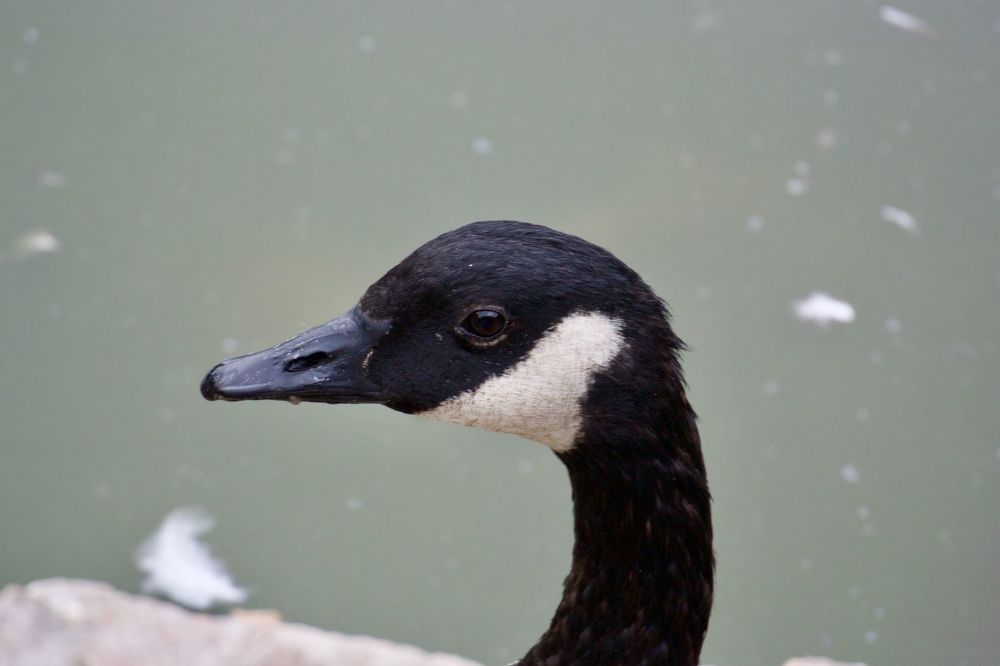 Photograph by Александр Карпенко