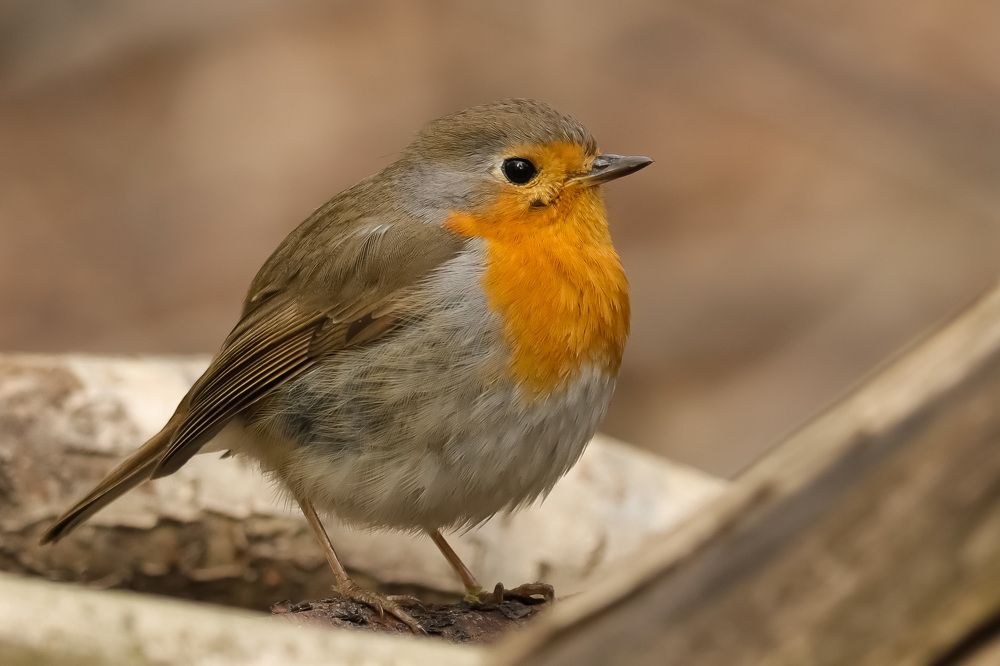 Photograph by Наталья Гайдукевич