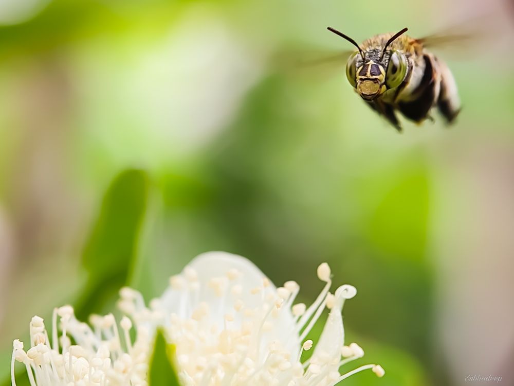 Photograph by Subhadeep Tunga