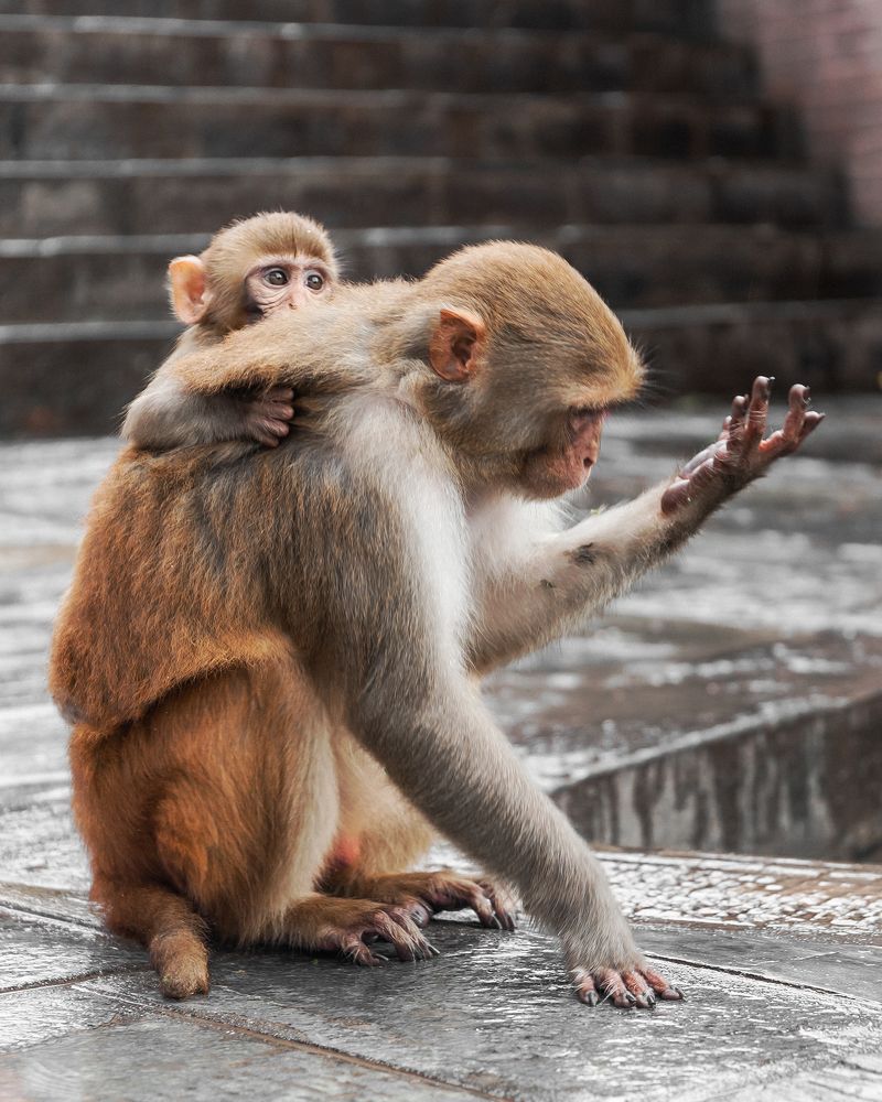 Photograph by Max Samadhi