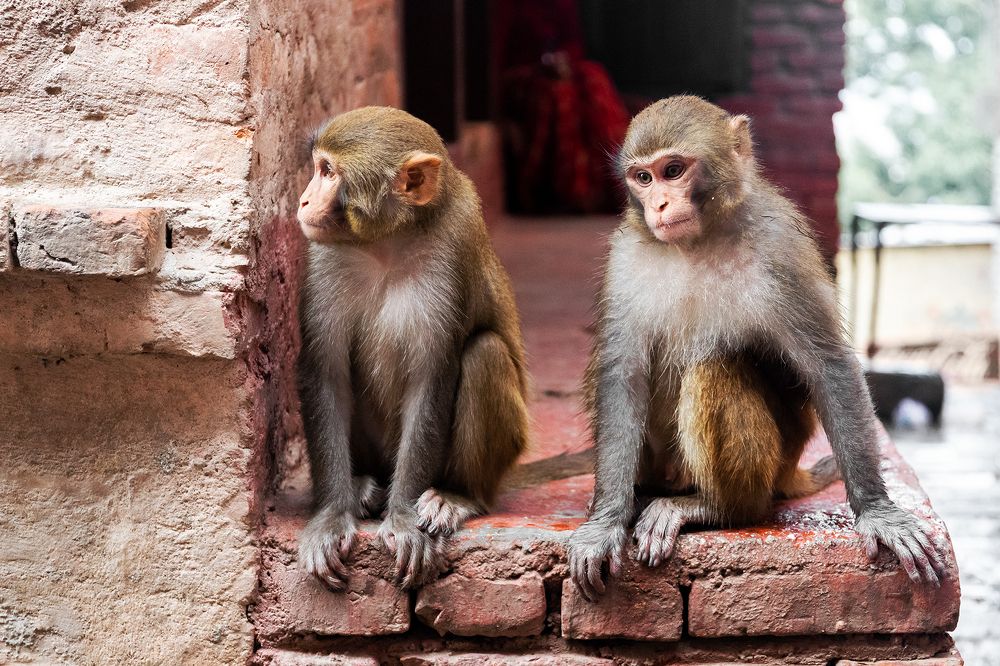 Photograph by Max Samadhi