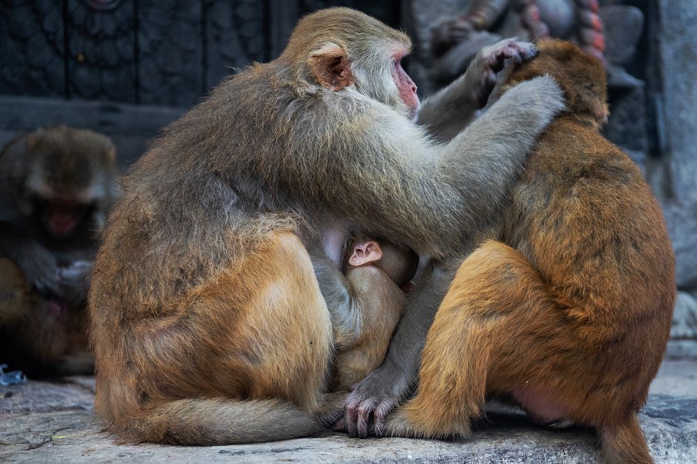 Photograph by Max Samadhi