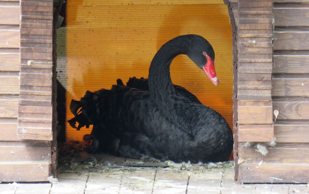 Black Swan