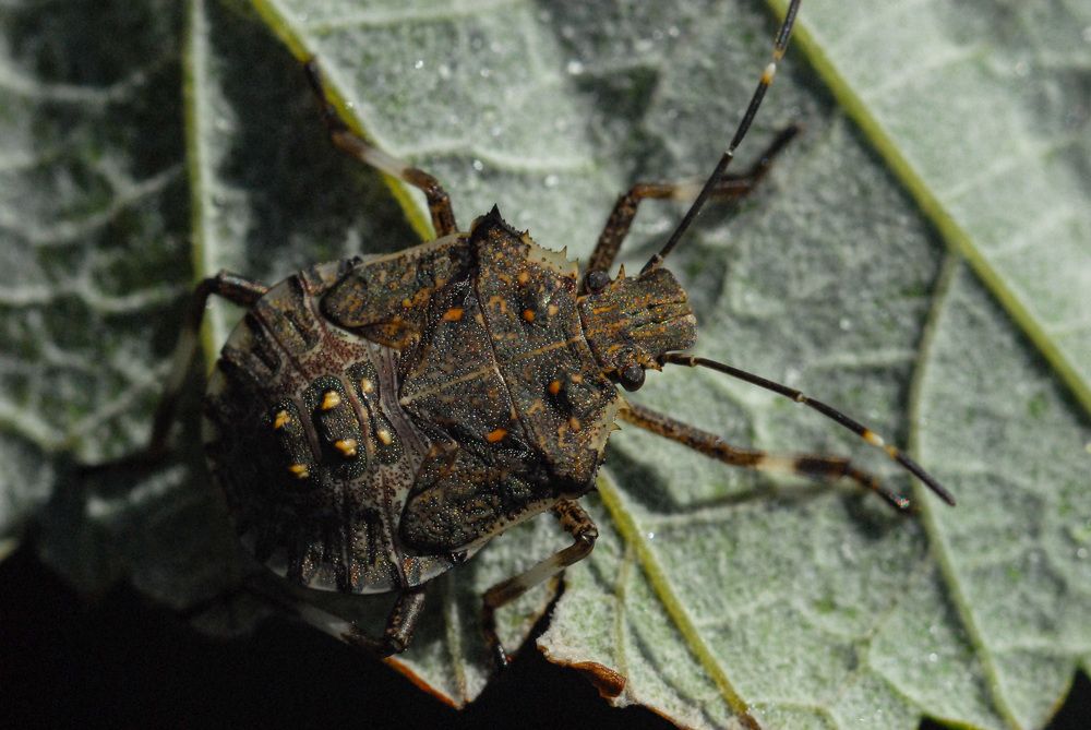 Коричневый мраморный клоп