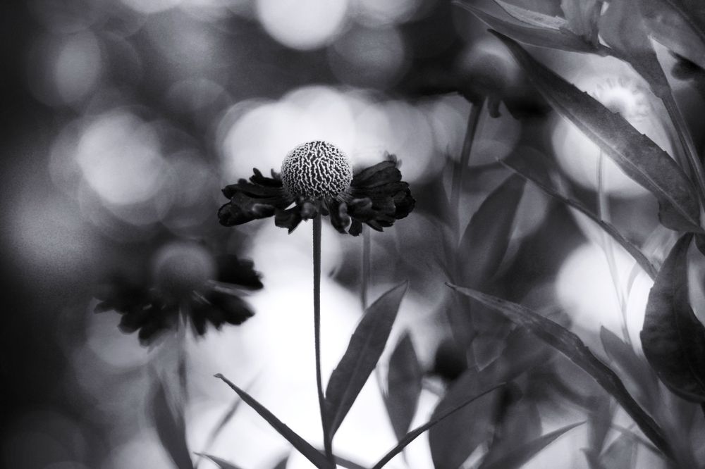 Photograph by Инна Карасева