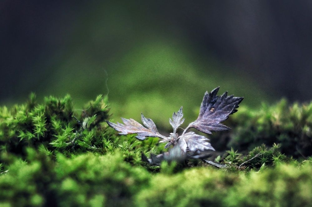 Photograph by Инна Карасева