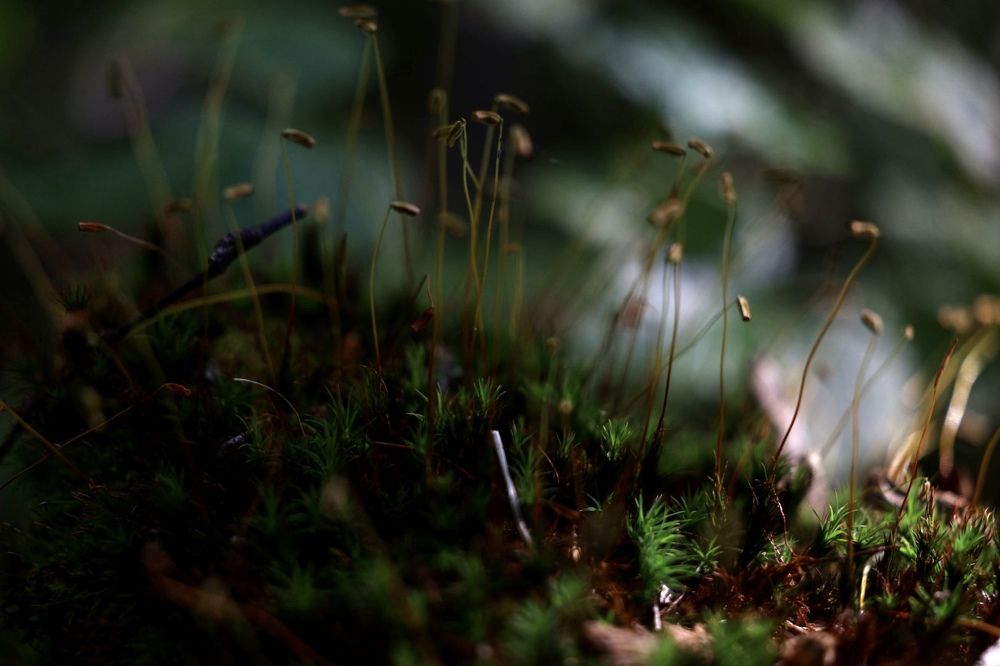 Photograph by Ольга Одаренко