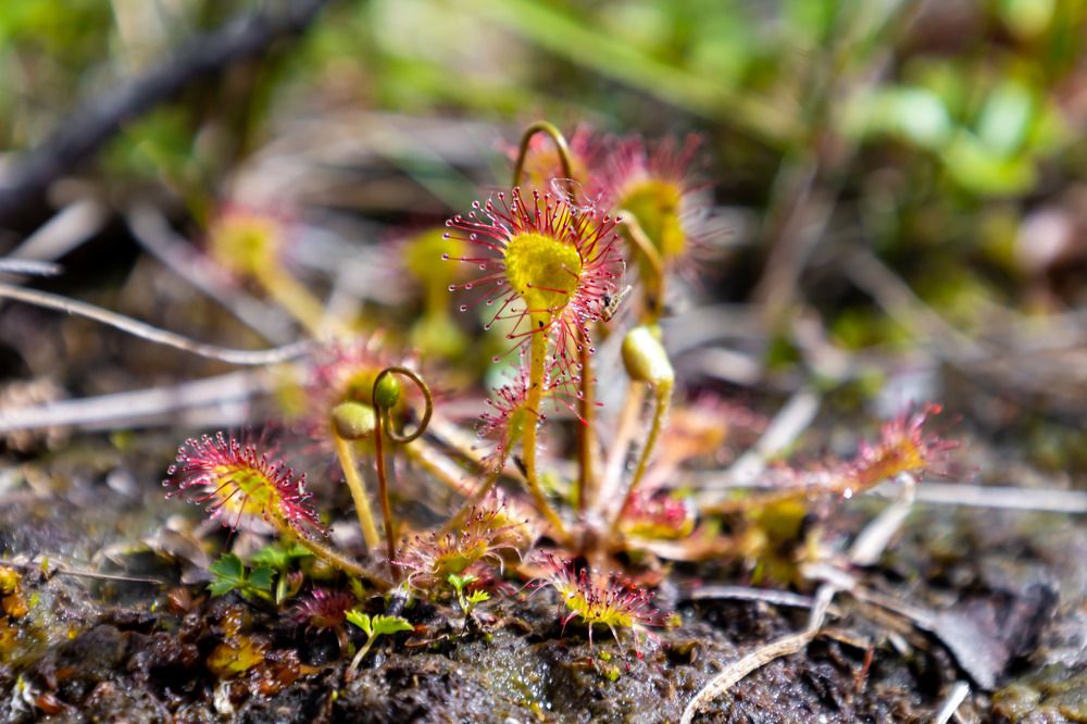 Photograph by Сергей Улыбышев