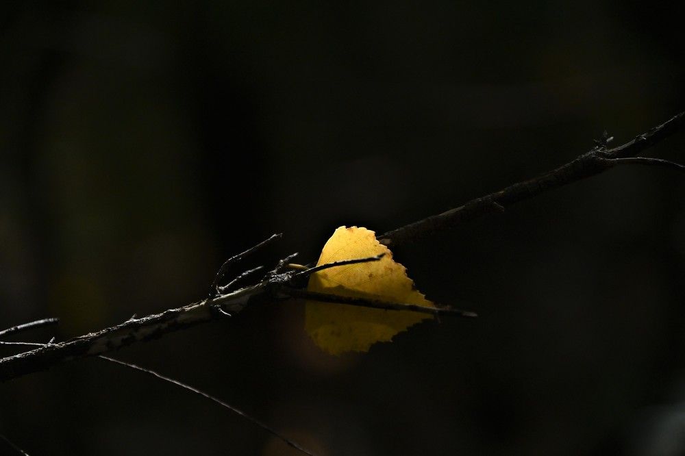 Фотография автора IRINA FILIPPOVA