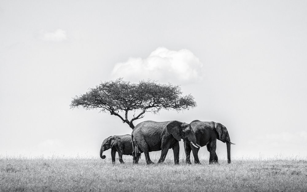 Photograph by Jayakumar MN