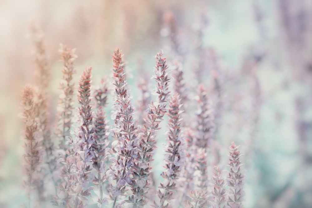 Photograph by Виктория Кос