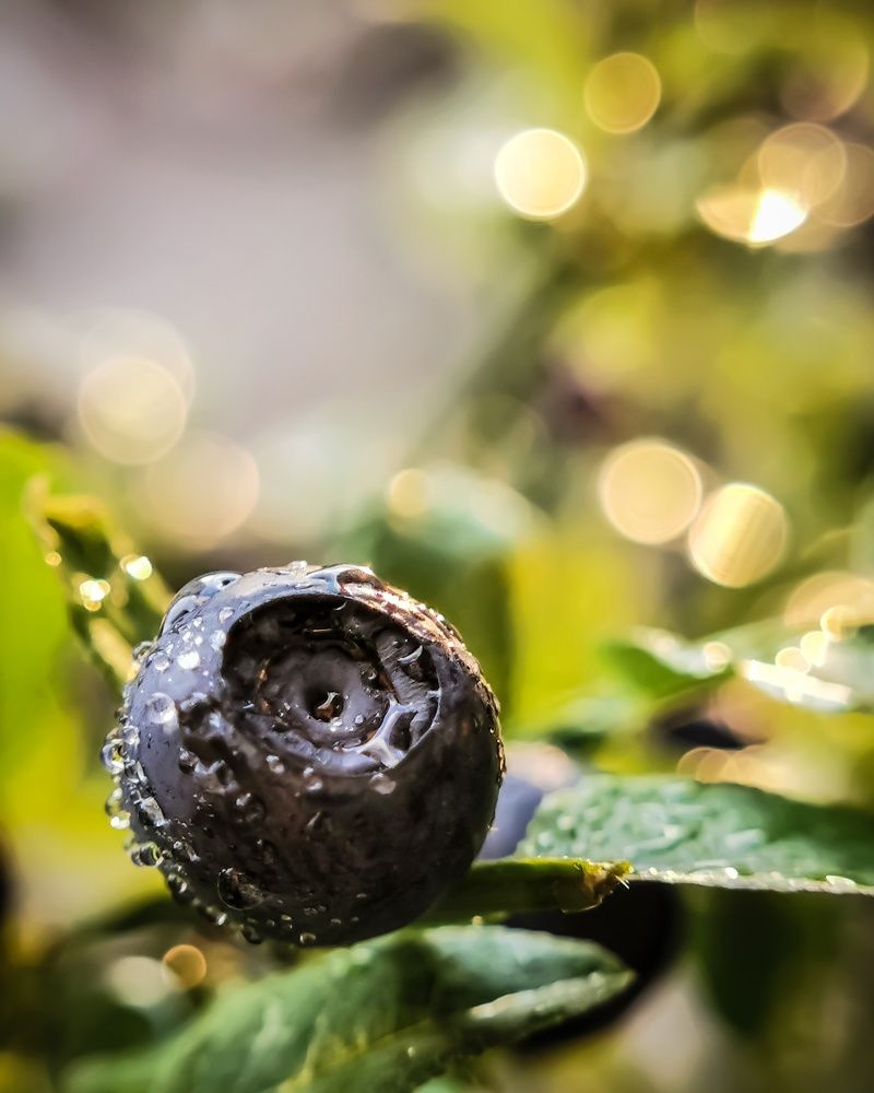 Photograph by Елена Кононенко