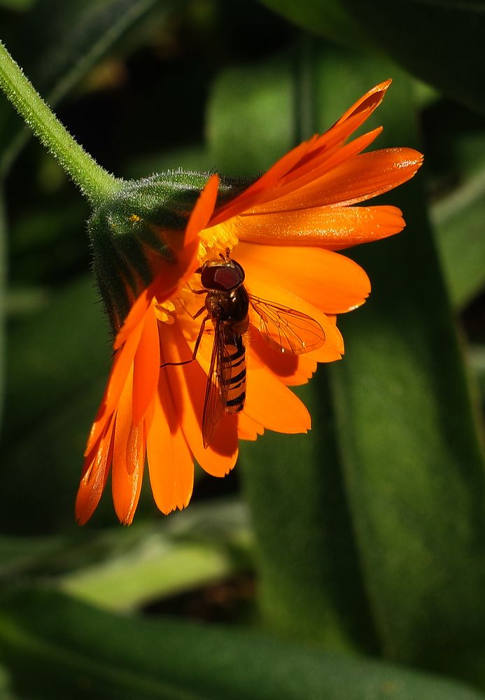 Фотография автора Сергей Гречихин