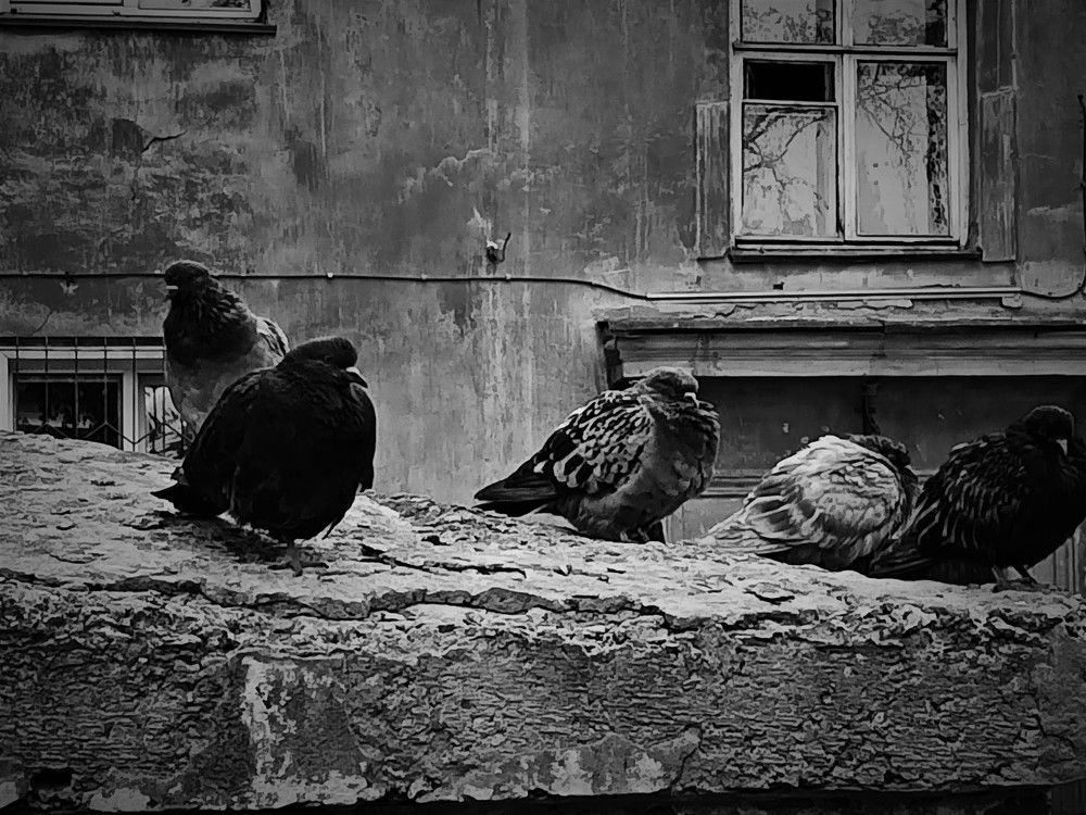 Фотография автора Демьян Стрельцов