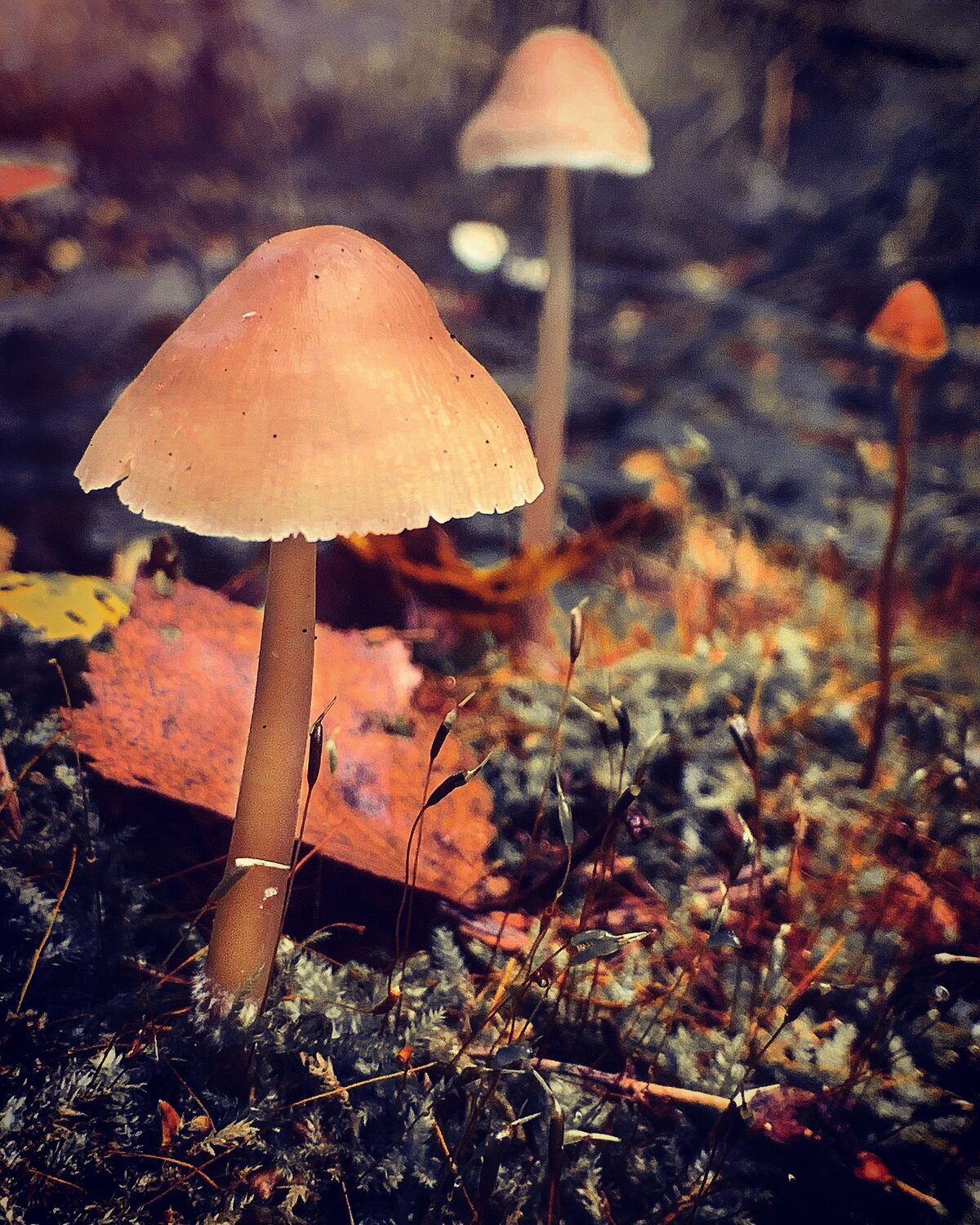 Photo #9504075