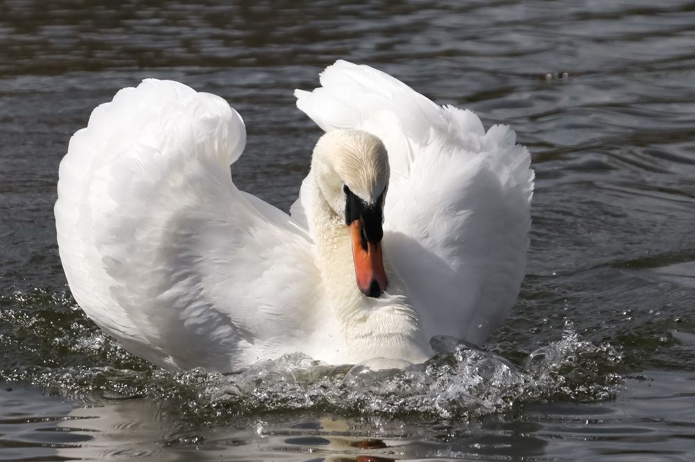 Photograph by Наталья Гайдукевич